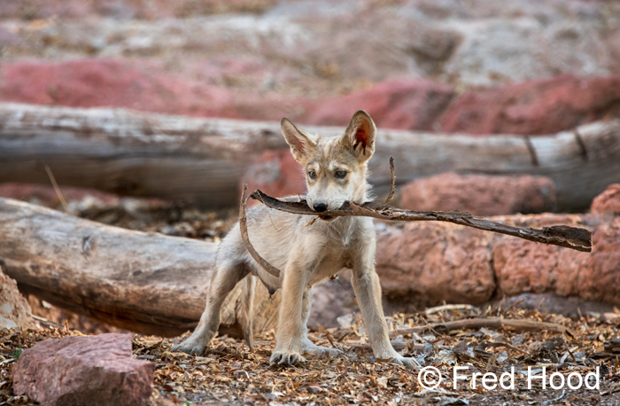 Mexican wolf pup