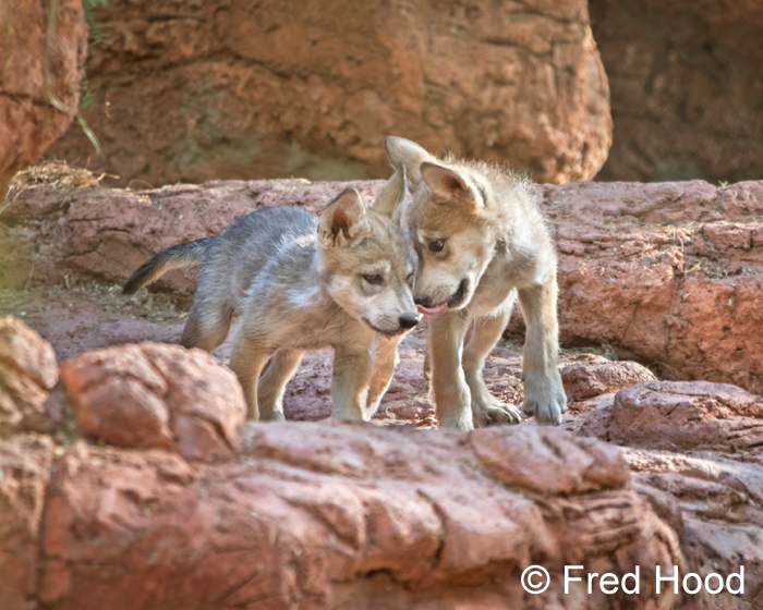 Mexican wolf pups