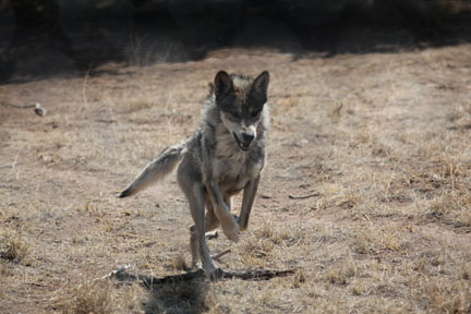 mexican wolf running