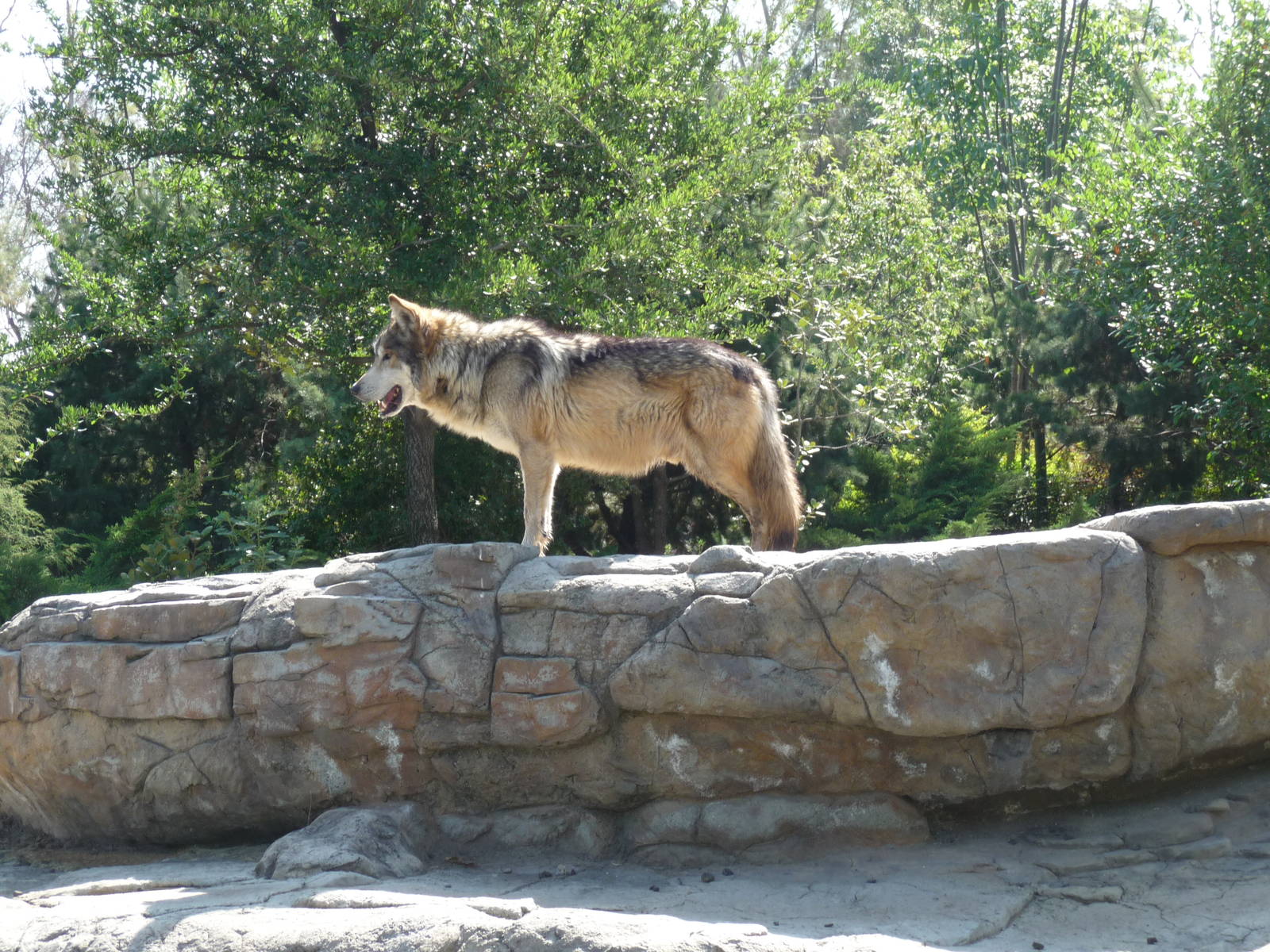 Mexican Wolf San Juan de Aragon Zoo