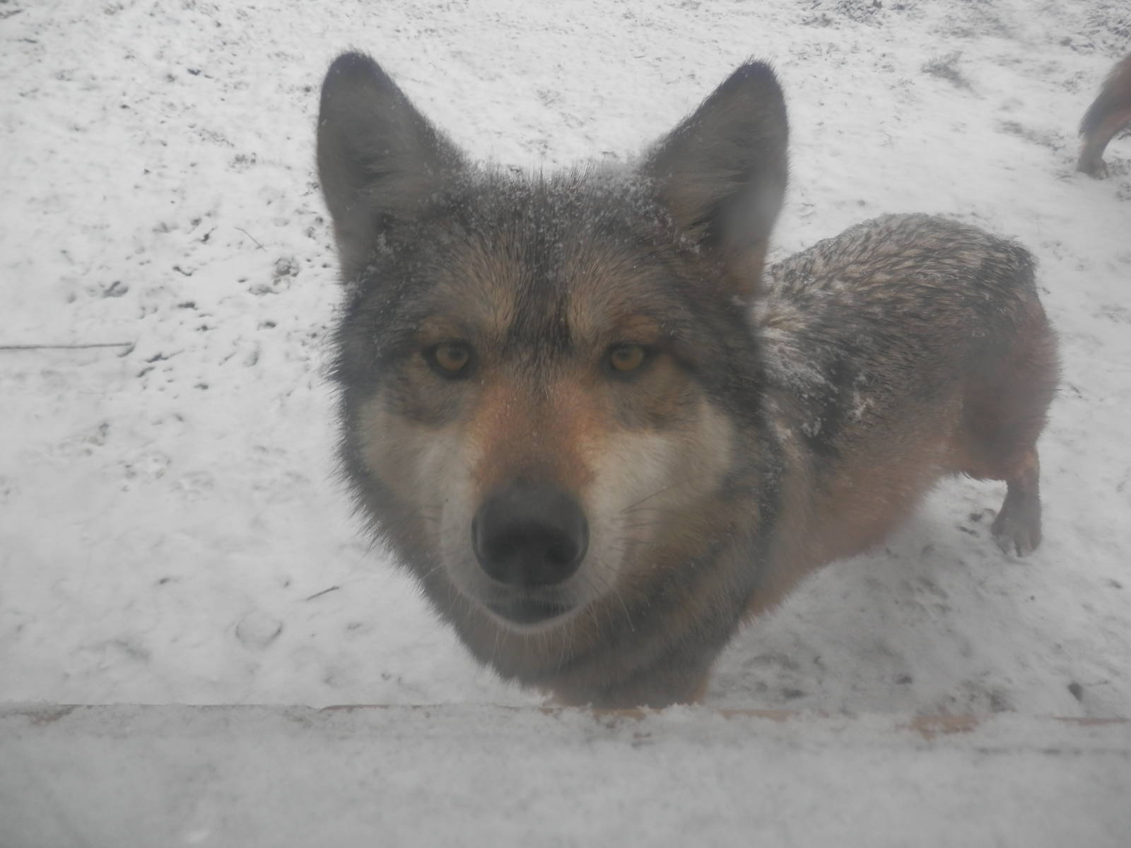 Mexican wolf saying Hi!