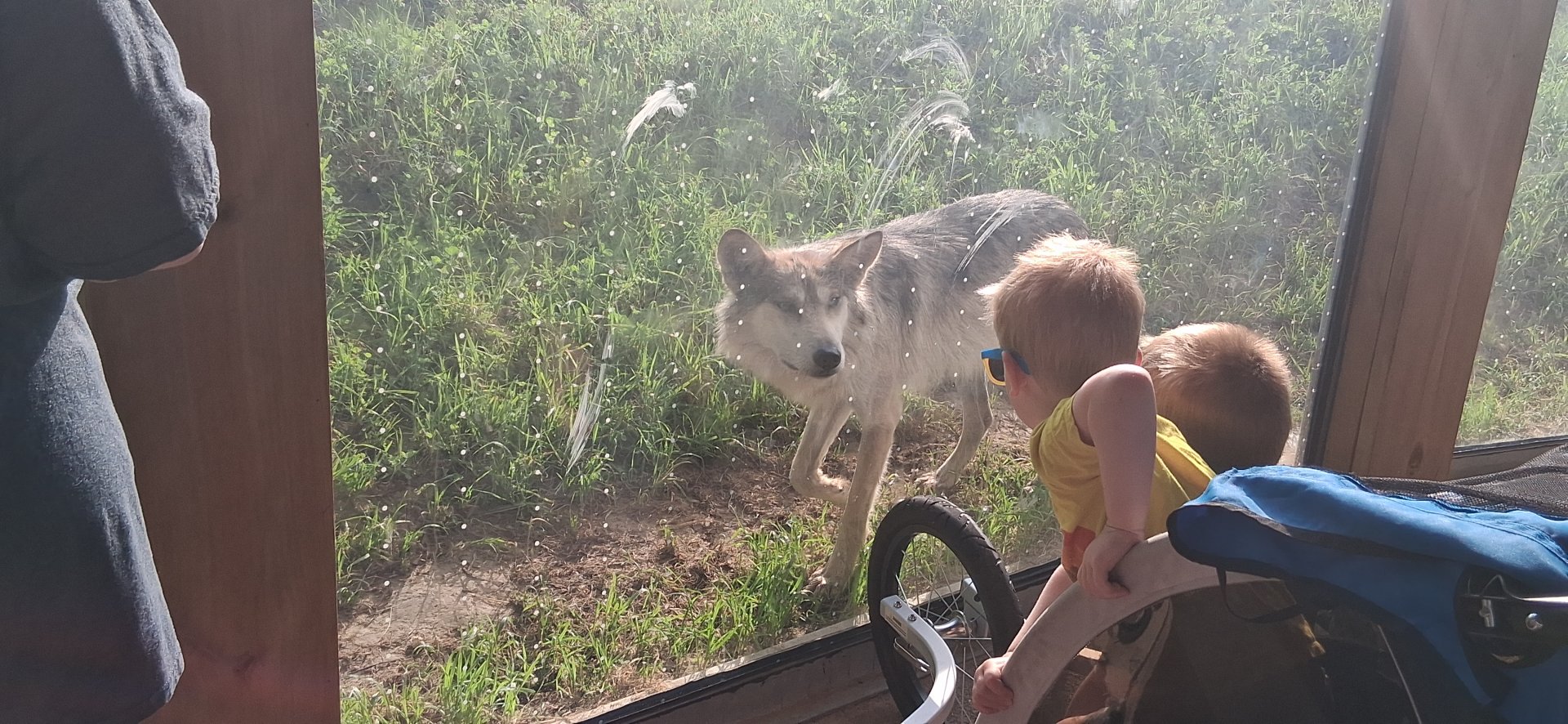 Mexican wolf shows interest in child