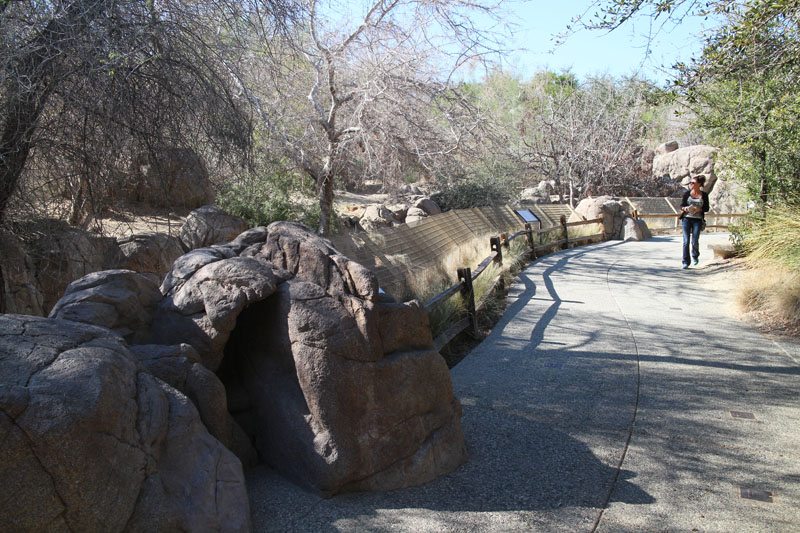 mexican wolf viewing