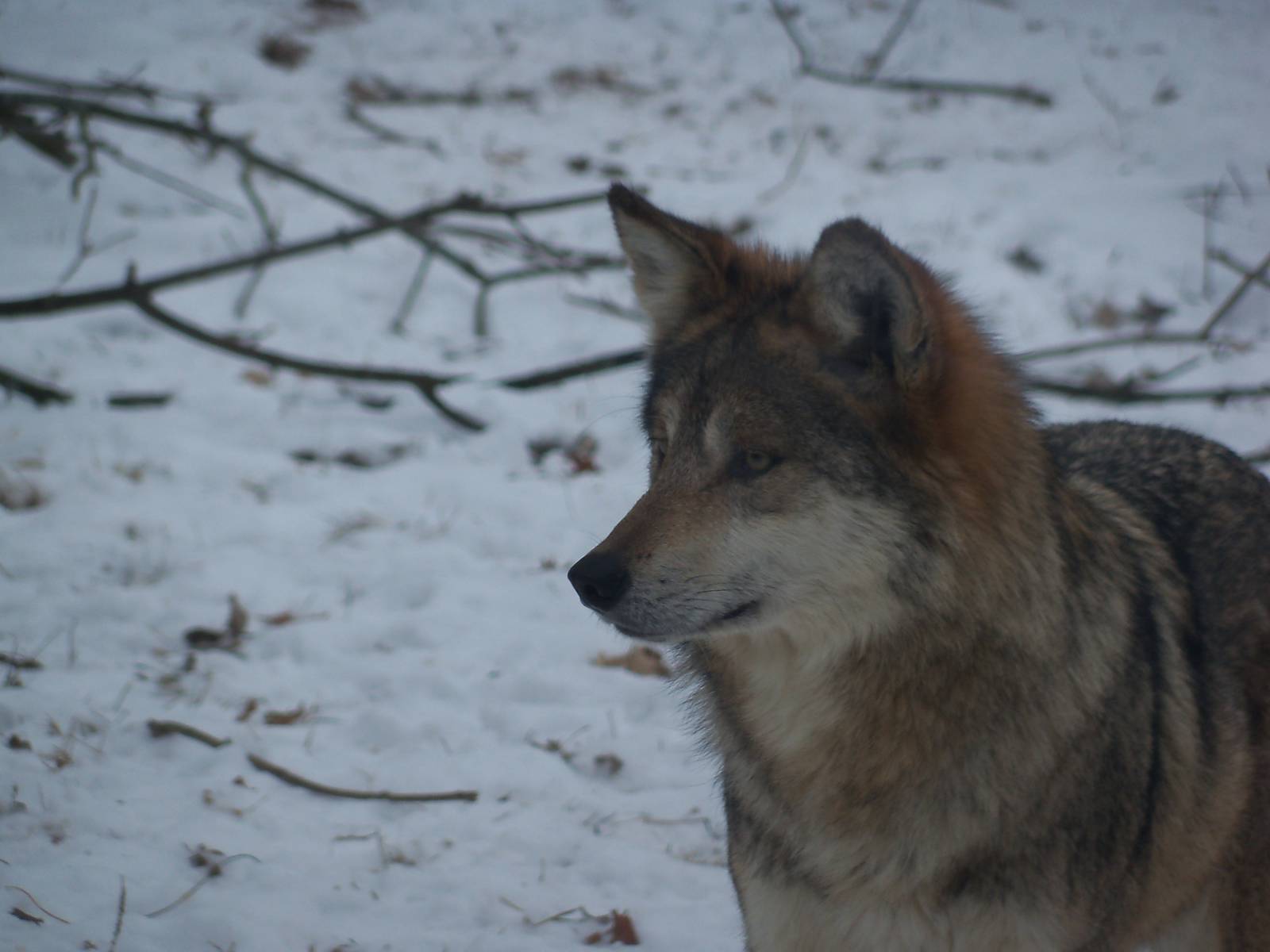 Mexican Wolf