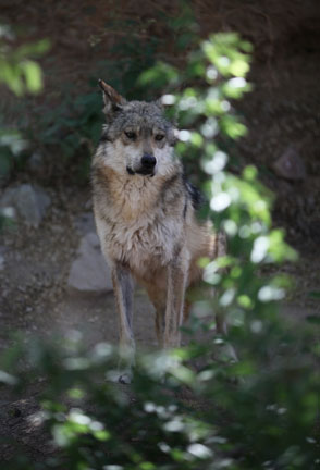 mexican wolf