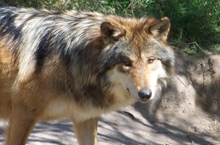 Mexican Wolf