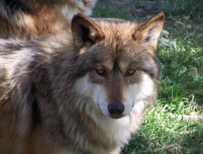 Mexican Wolf