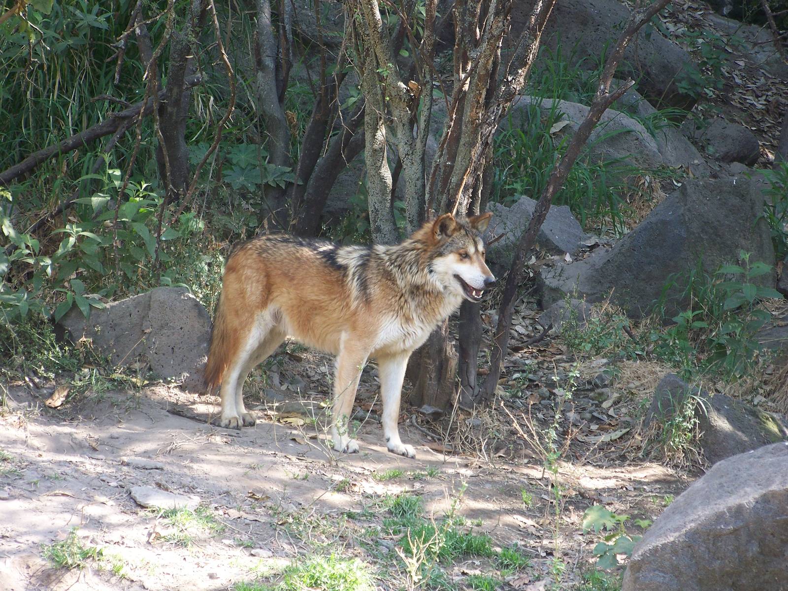 Mexican Wolf