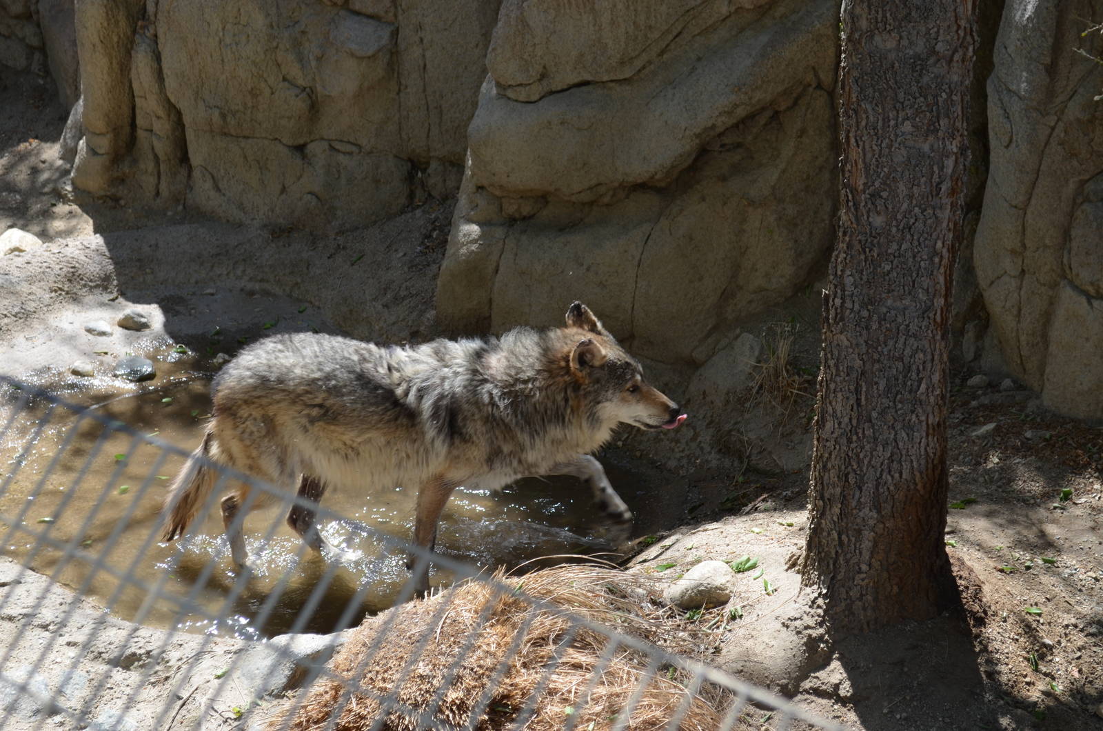 Mexican Wolf