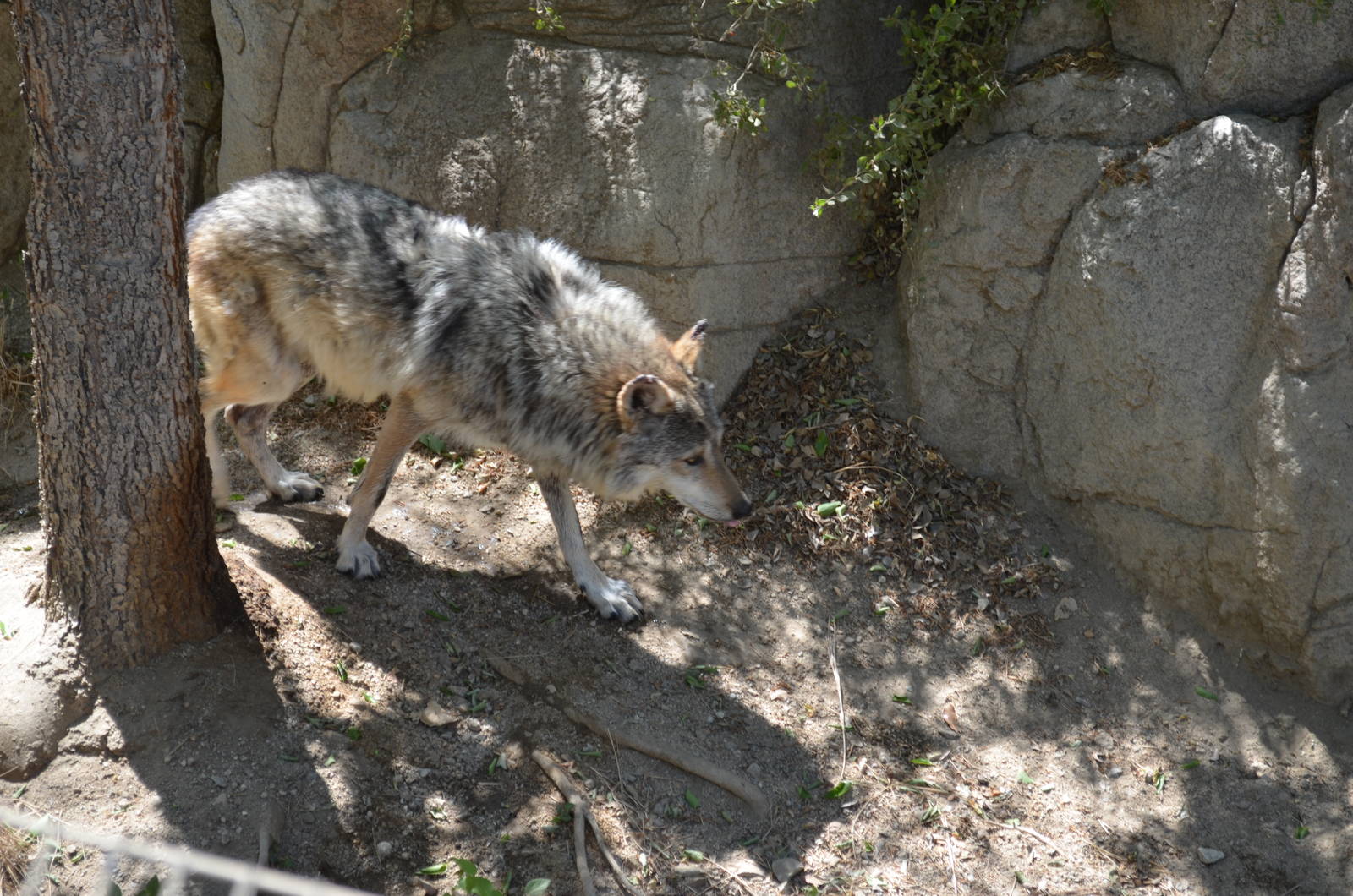 Mexican Wolf