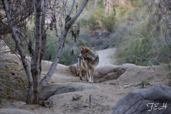 mexican wolf