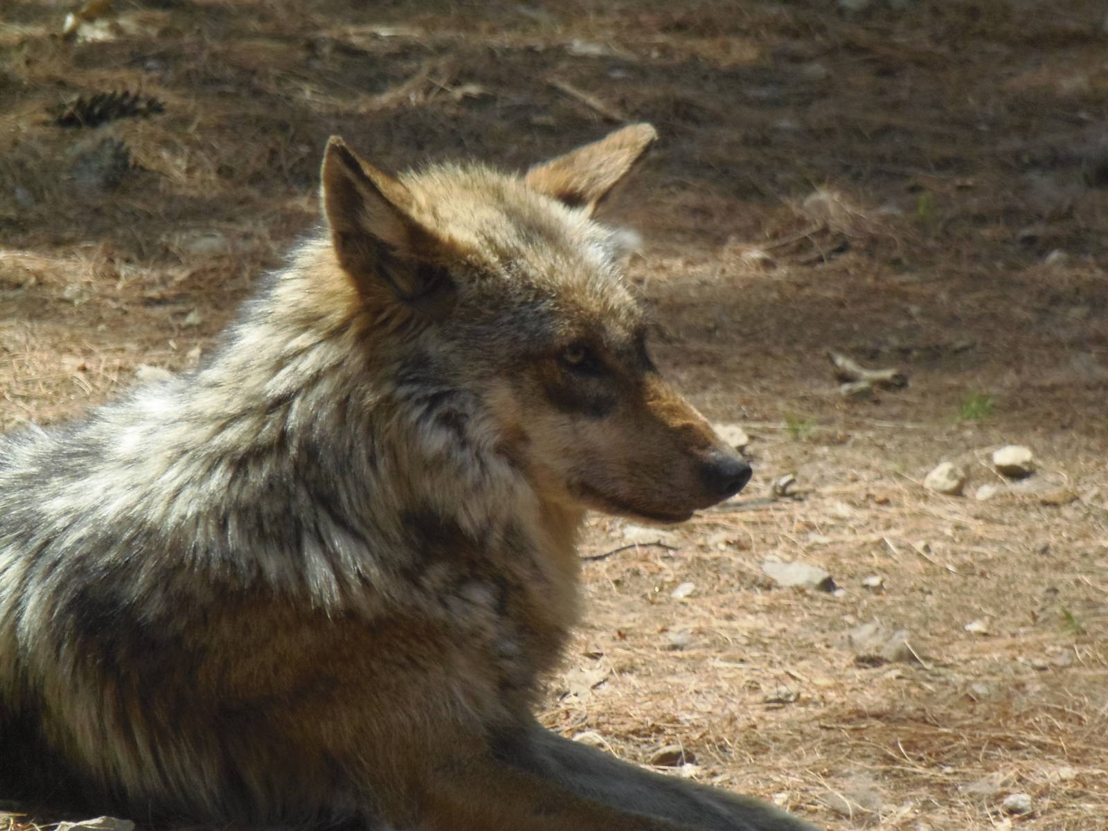 Mexican Wolf