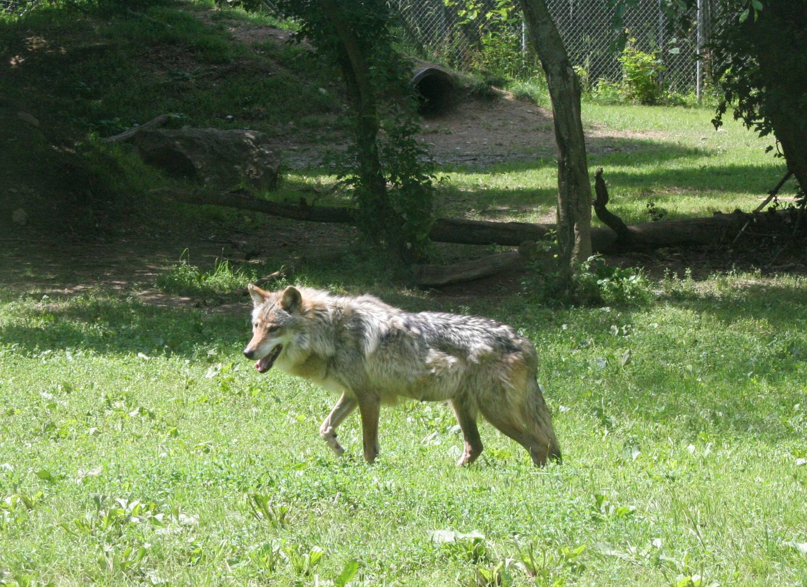 Mexican Wolf