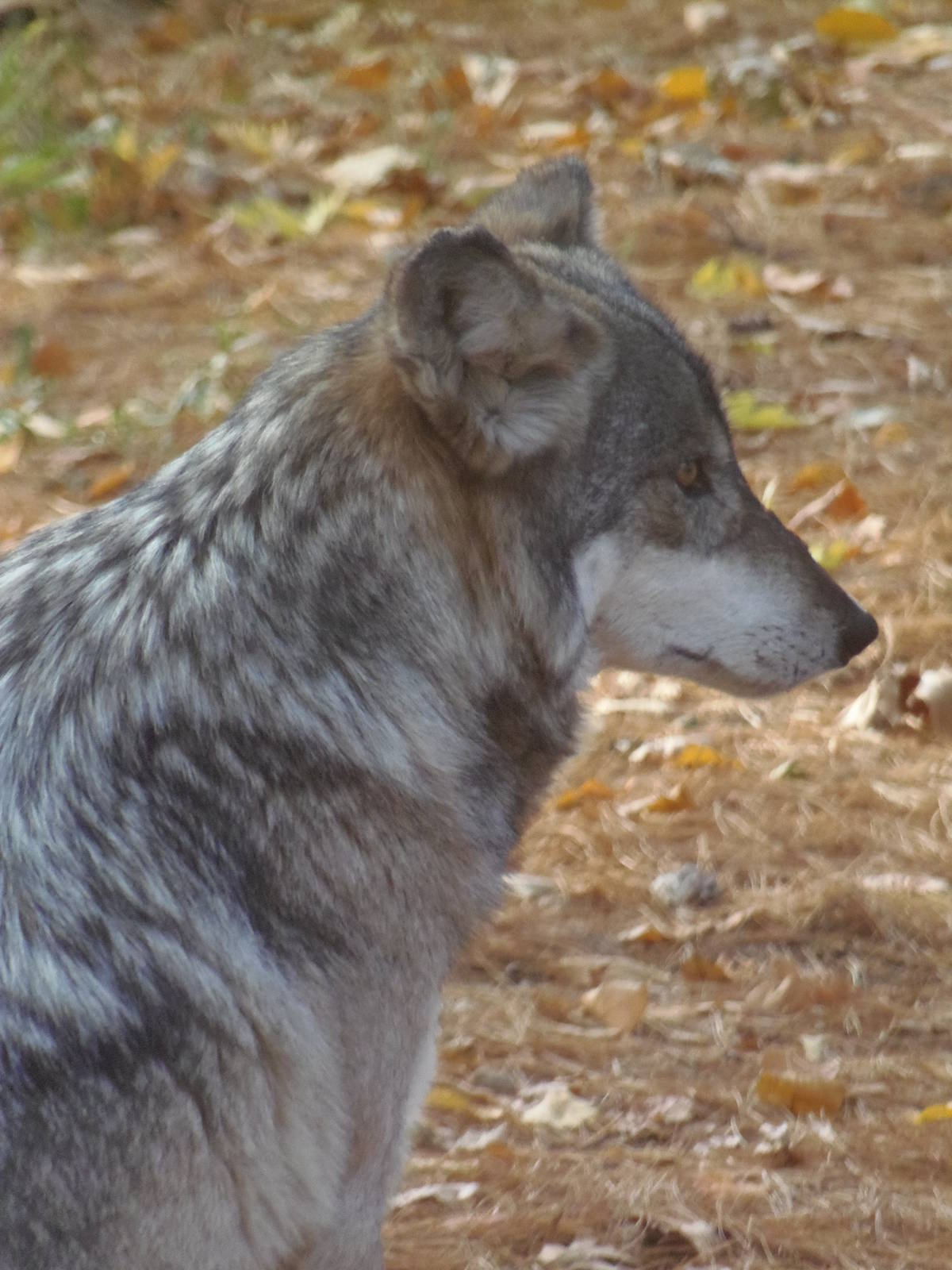 Mexican Wolf