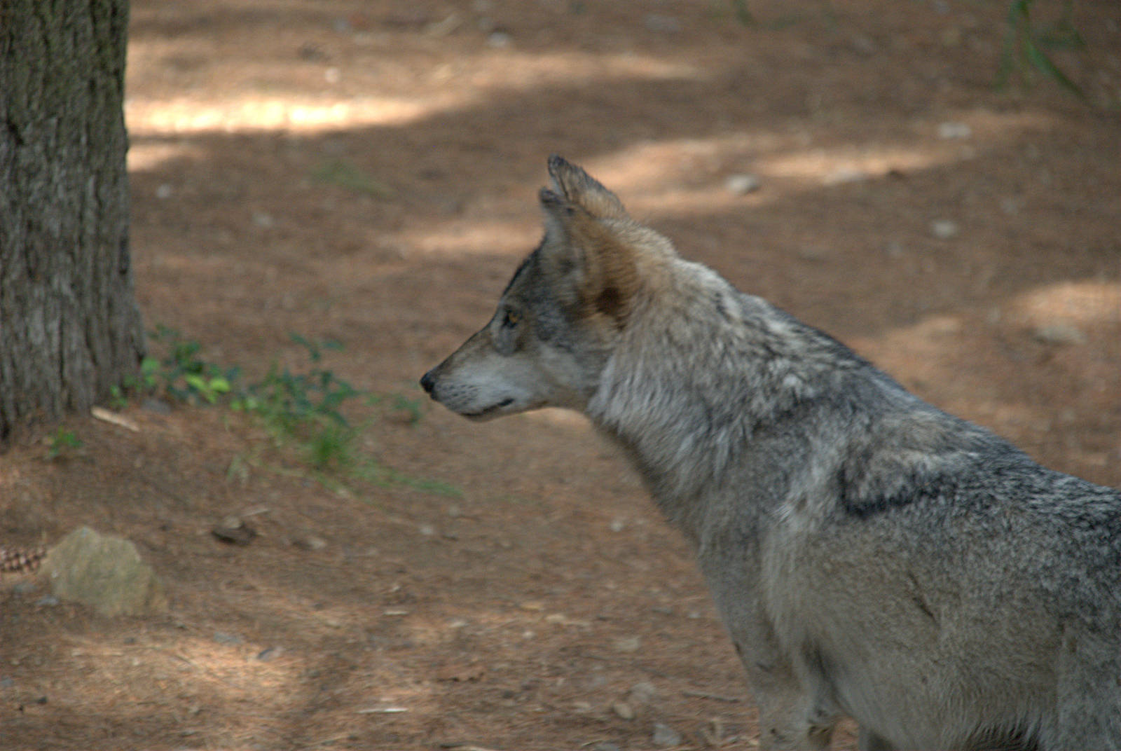 Mexican Wolf
