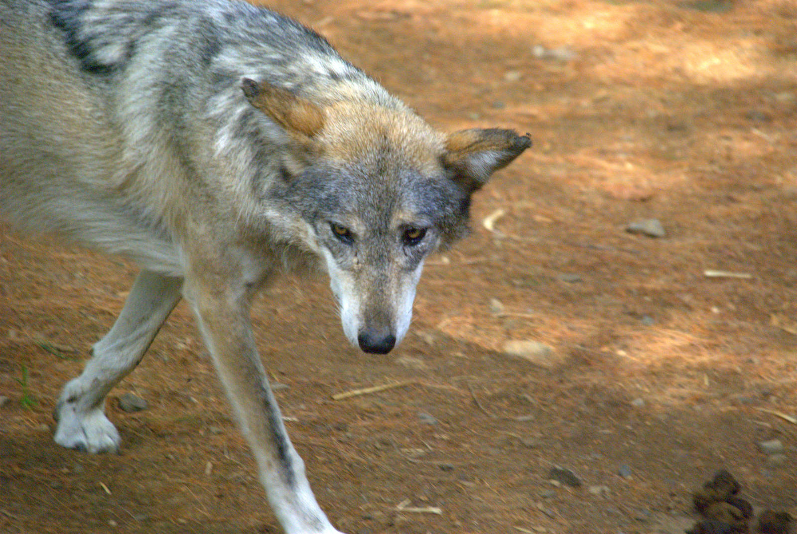 Mexican Wolf