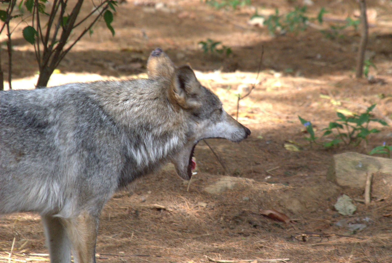Mexican Wolf