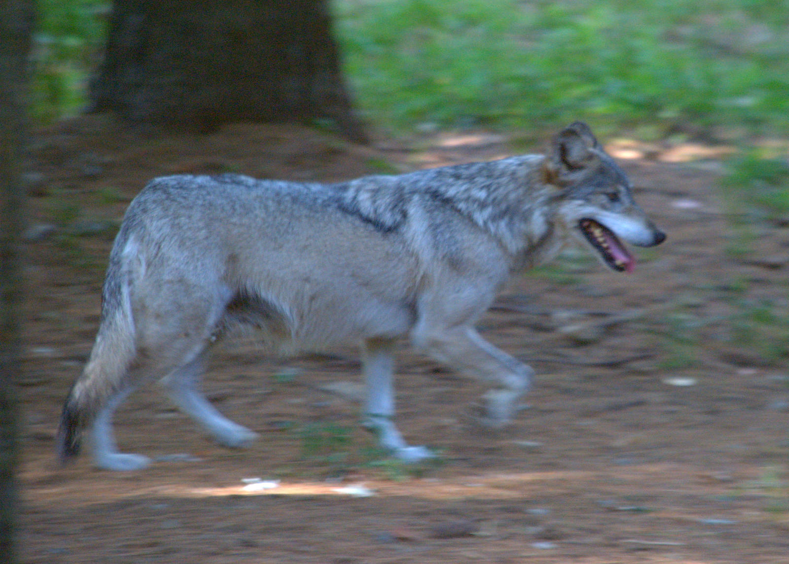 Mexican Wolf