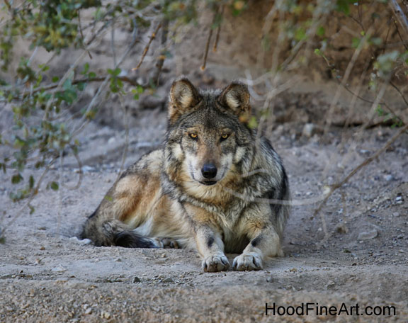 mexican wolf