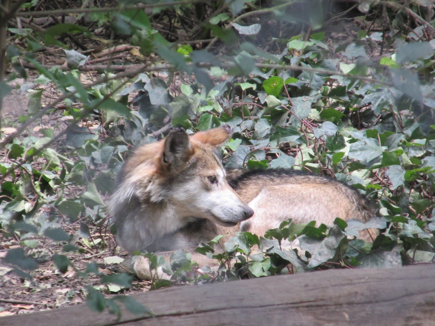mexican wolf