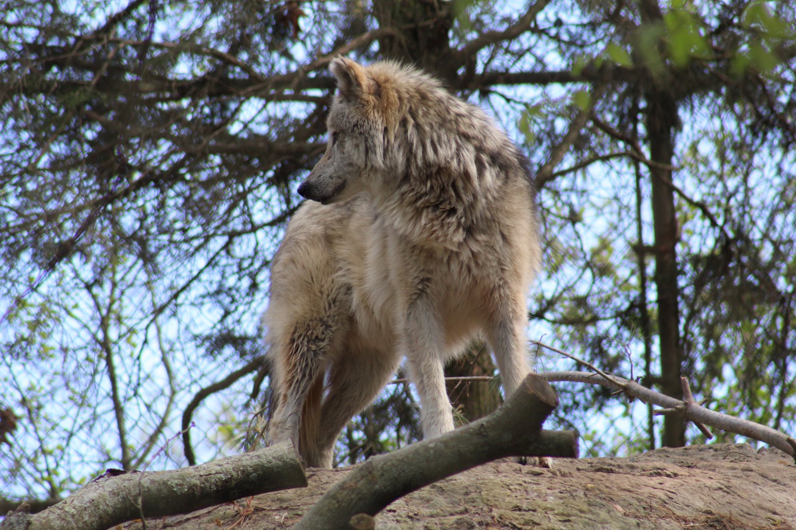 Mexican Wolf