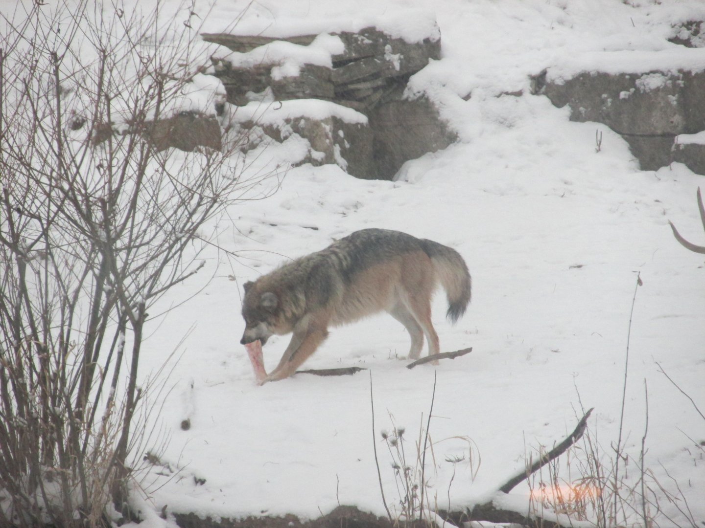 mexican wolf
