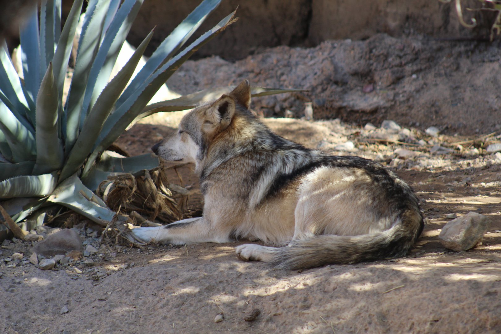 Mexican Wolf