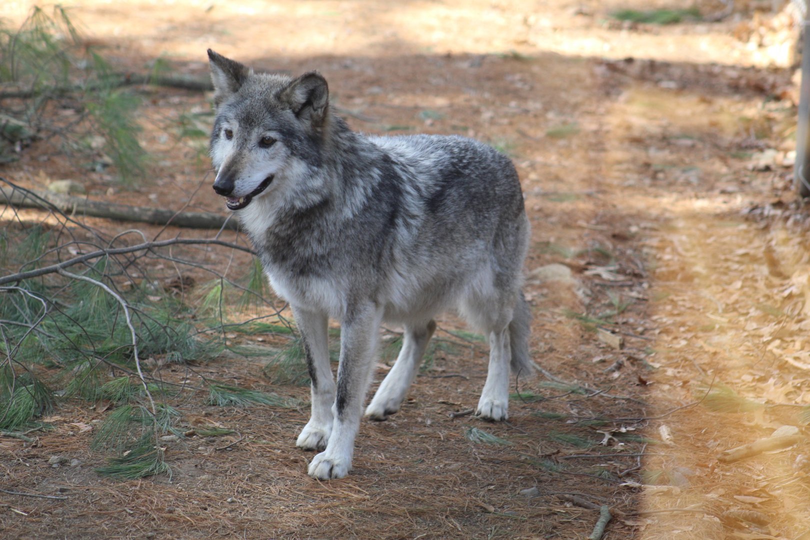 Mexican Wolf