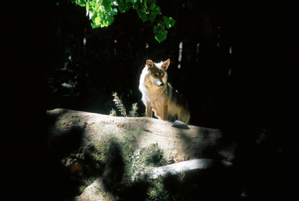 mexican wolf