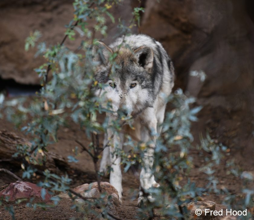 Mexican wolf