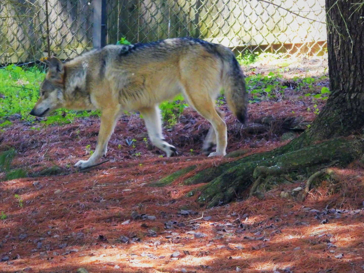Mexican Wolf