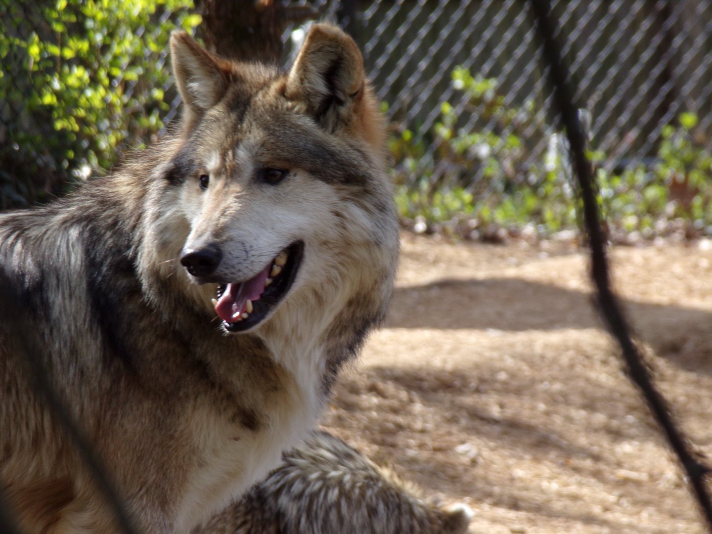 Mexican Wolf