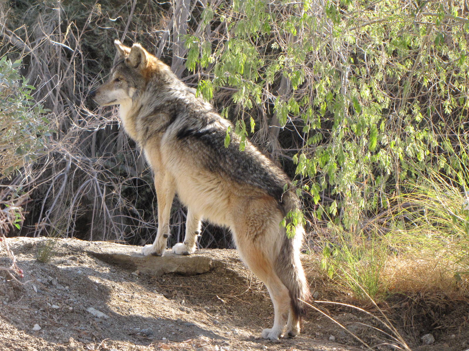 Mexican Wolf