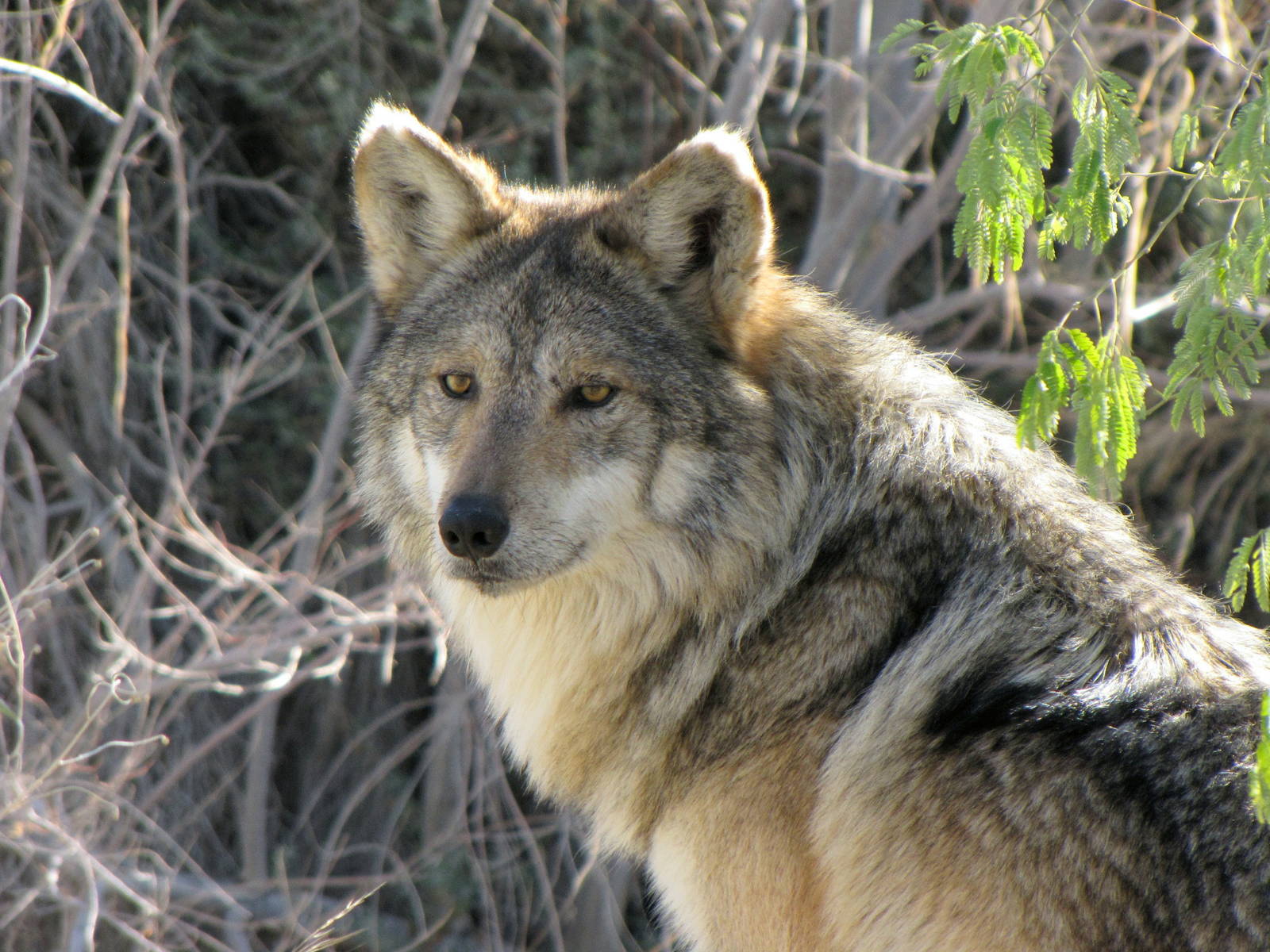 Mexican Wolf