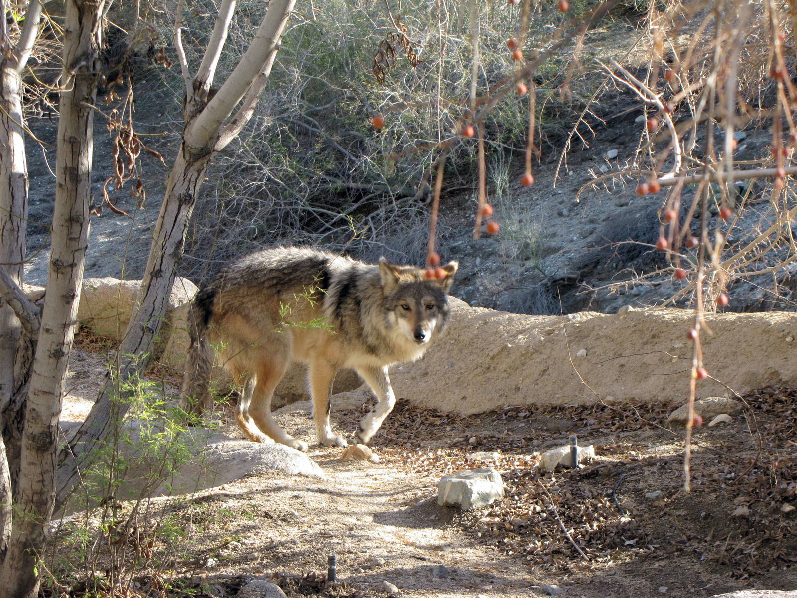 Mexican Wolf