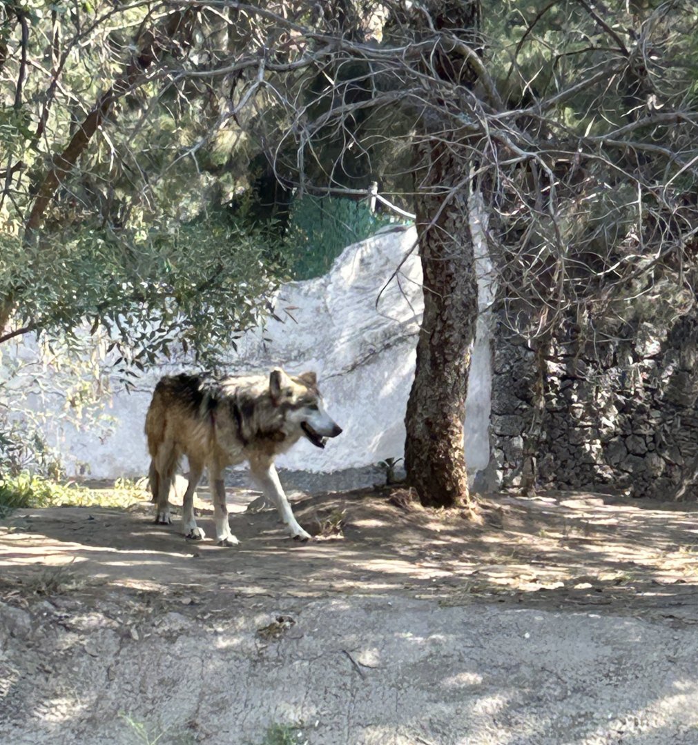 Mexican wolf