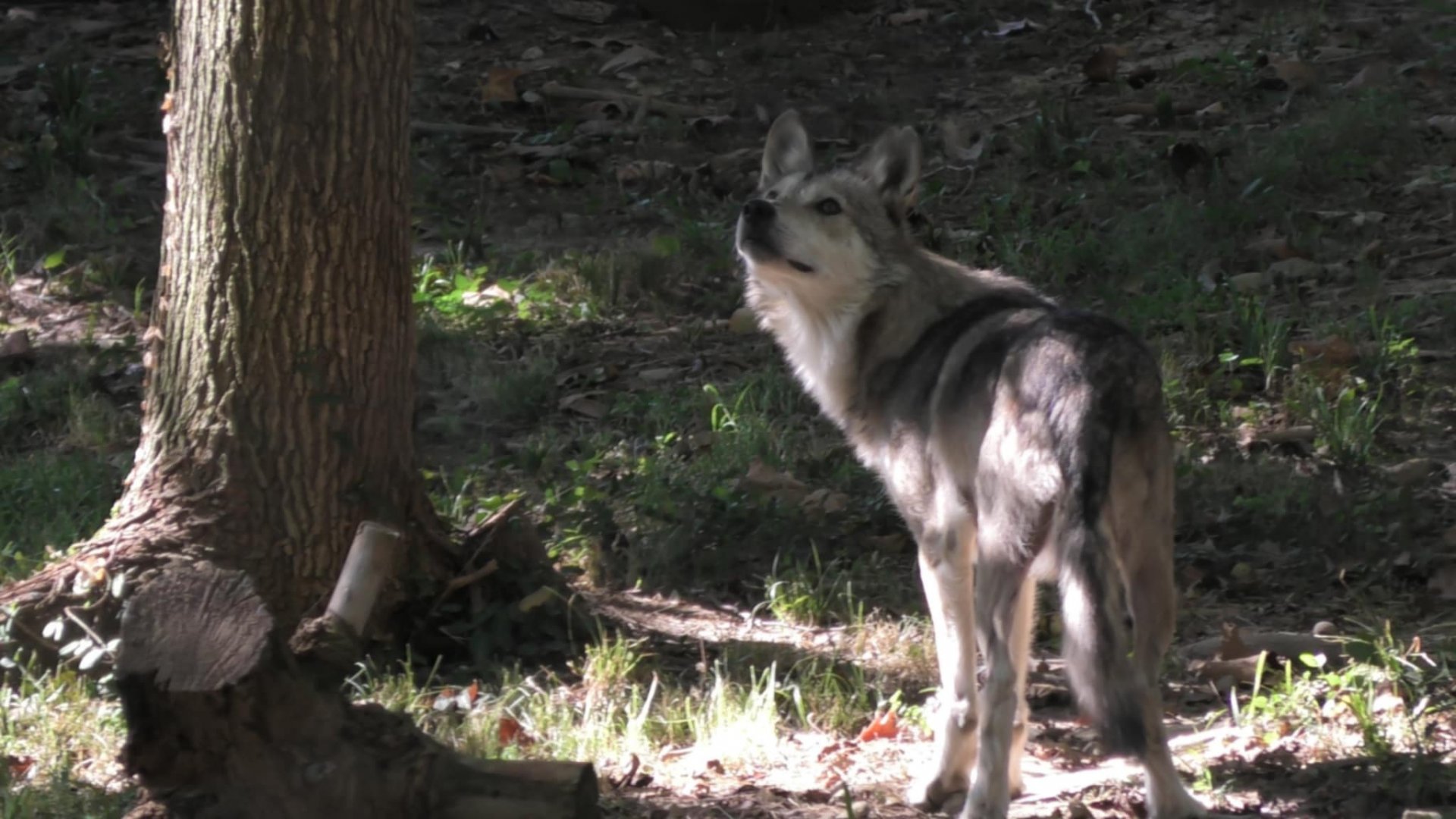 Mexican wolf