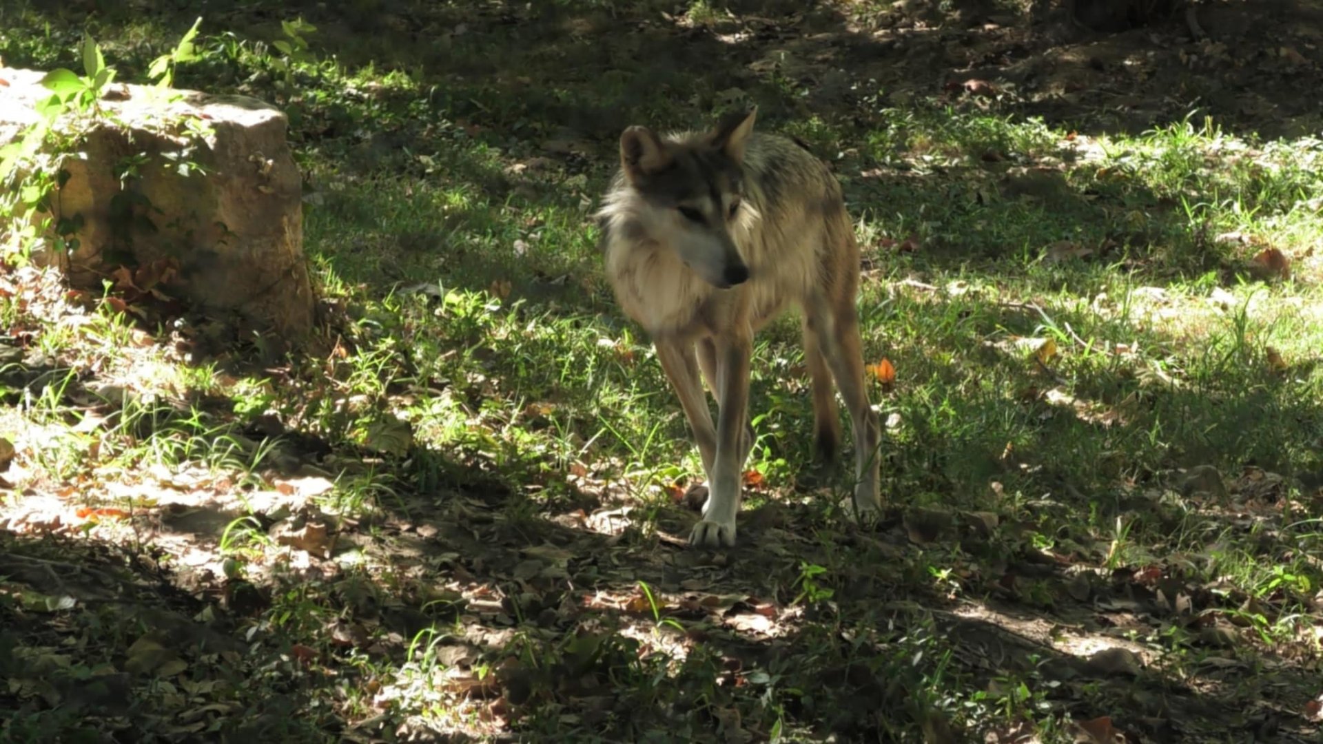 Mexican wolf
