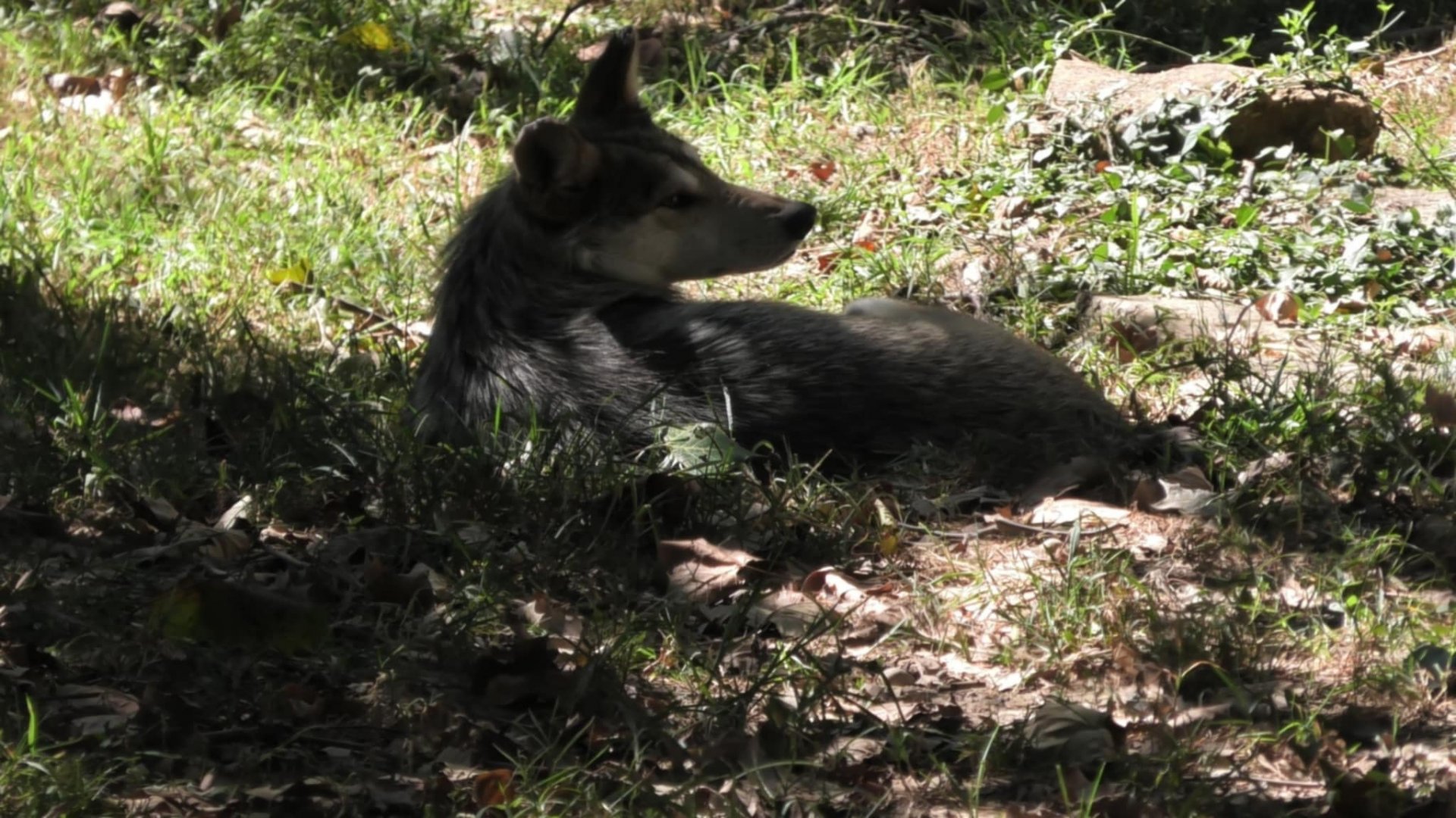 Mexican wolf