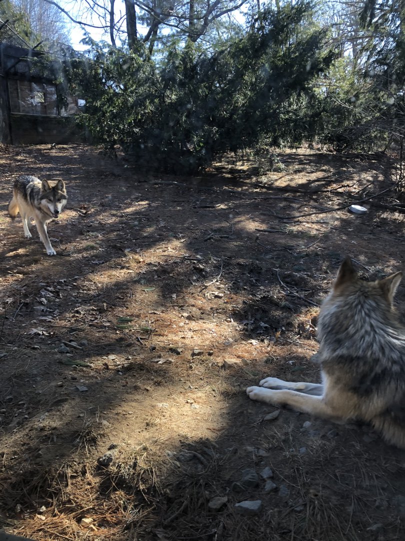 Mexican Wolves at the Beardsley Zoo