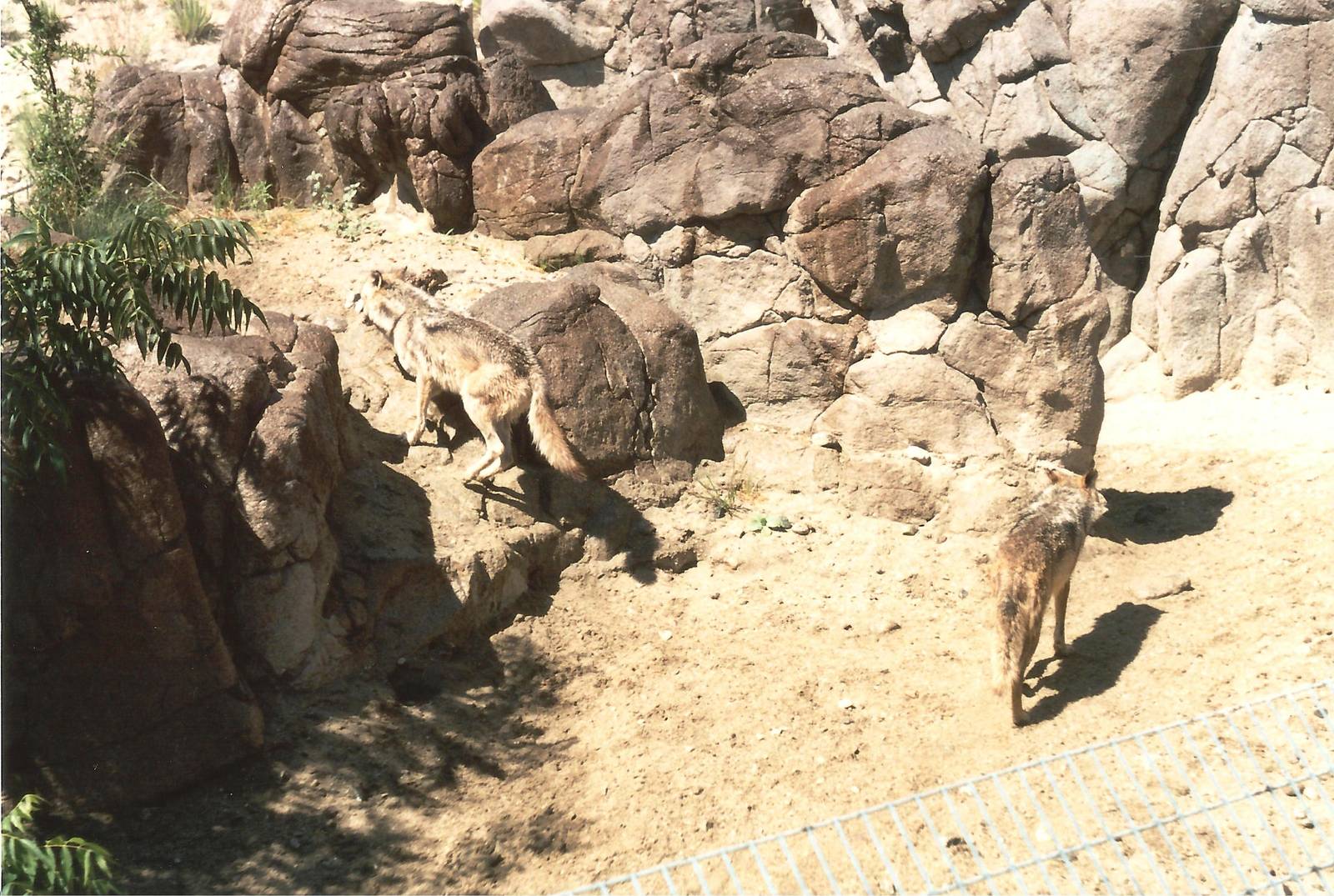 Mexican Wolves at The Living Desert, 1998