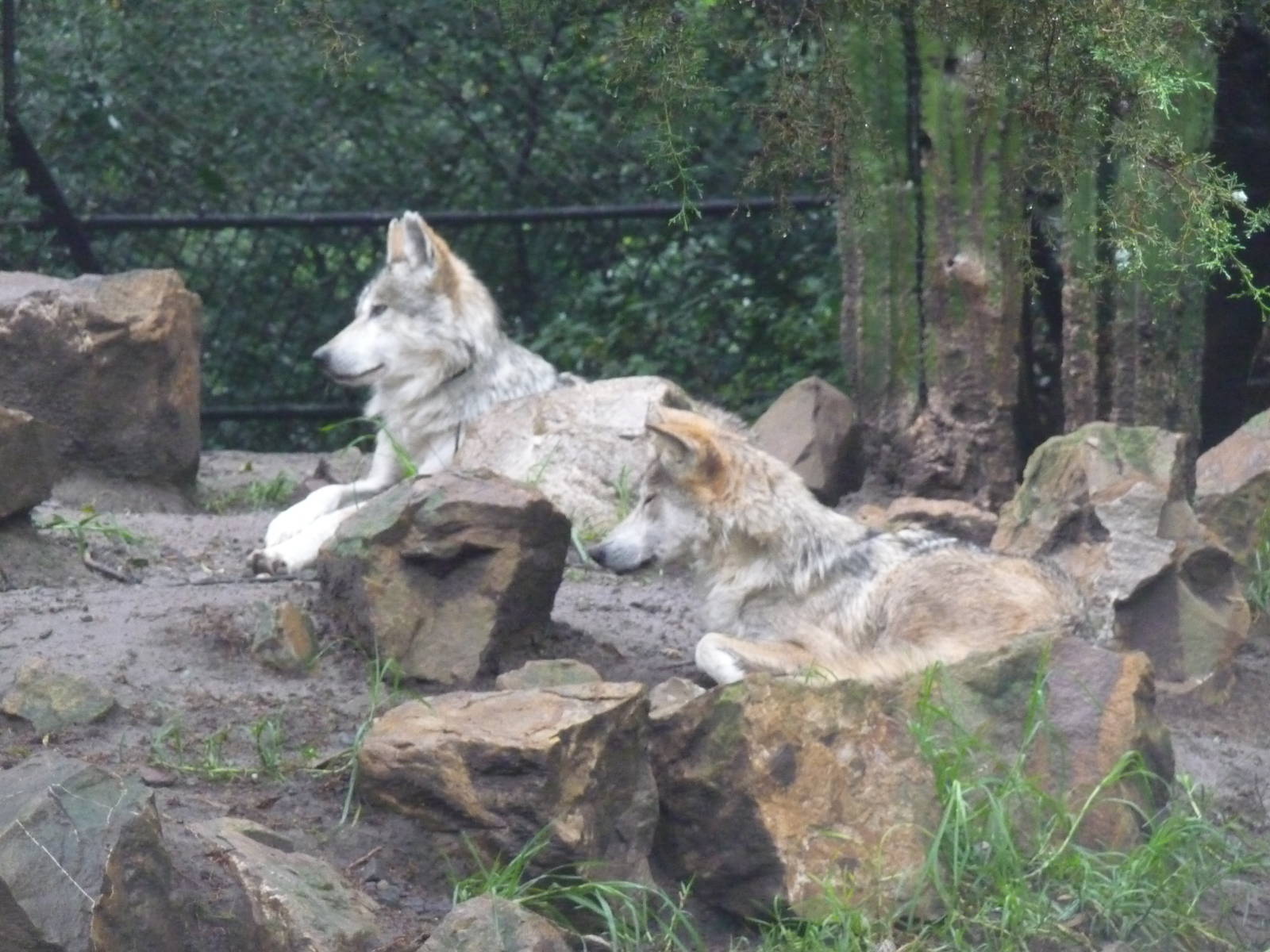 mexican wolves chapultepec zoo