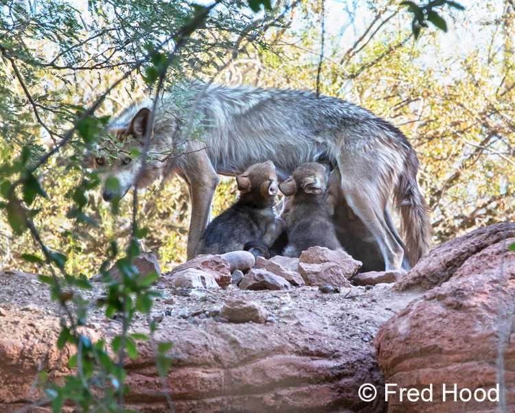 Mexican wolves nursing