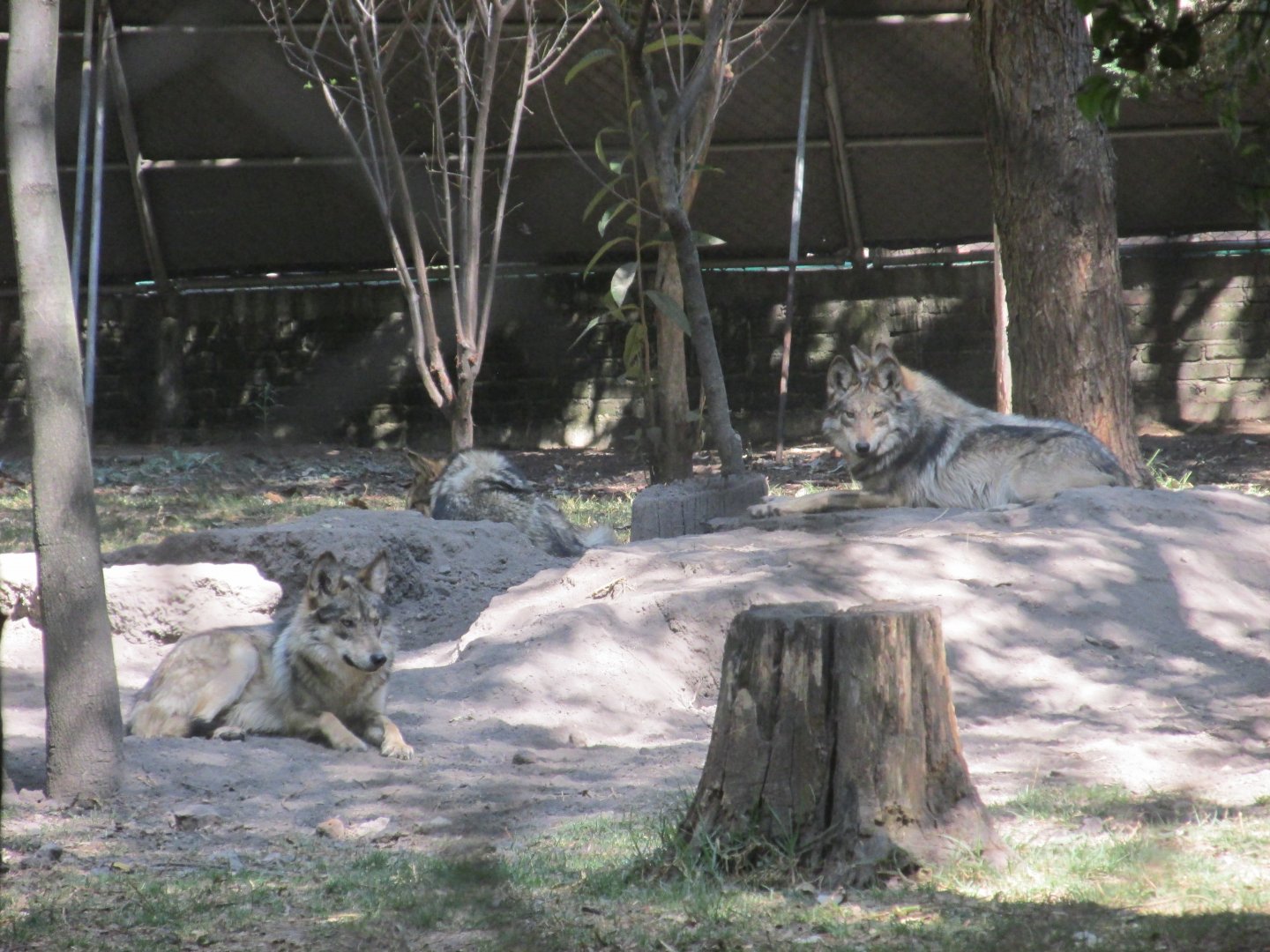 Mexican wolves
