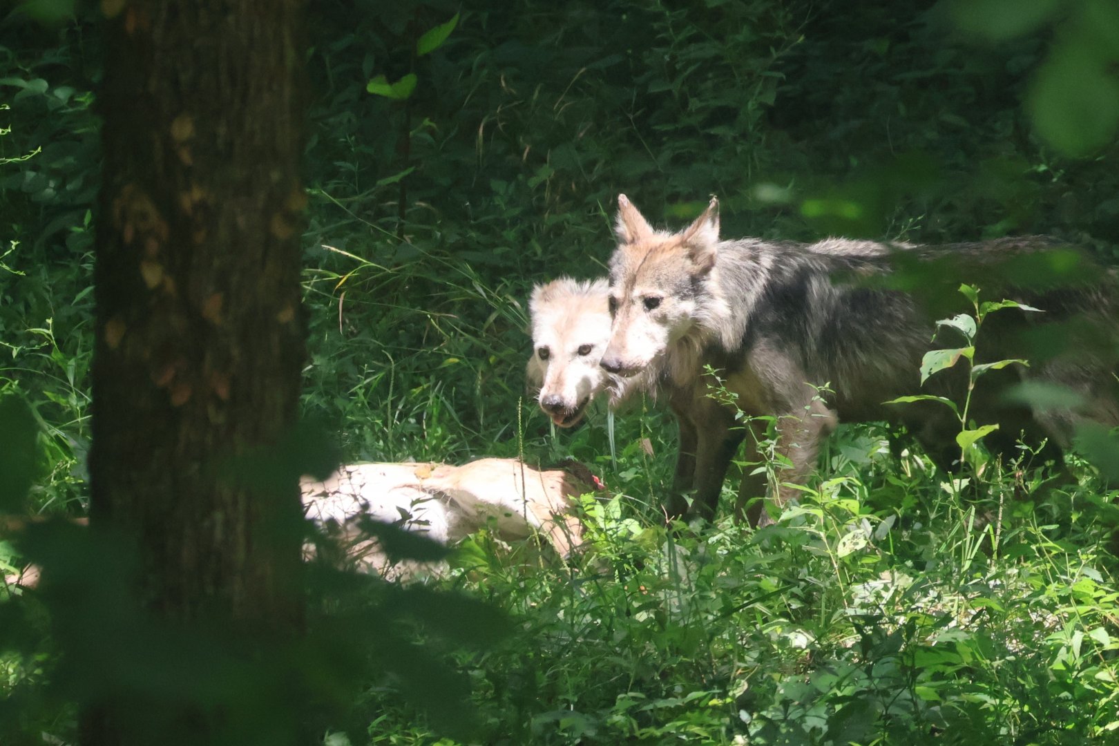 Mexican wolves
