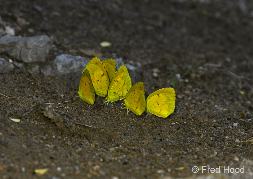 mexican yellow butterflies