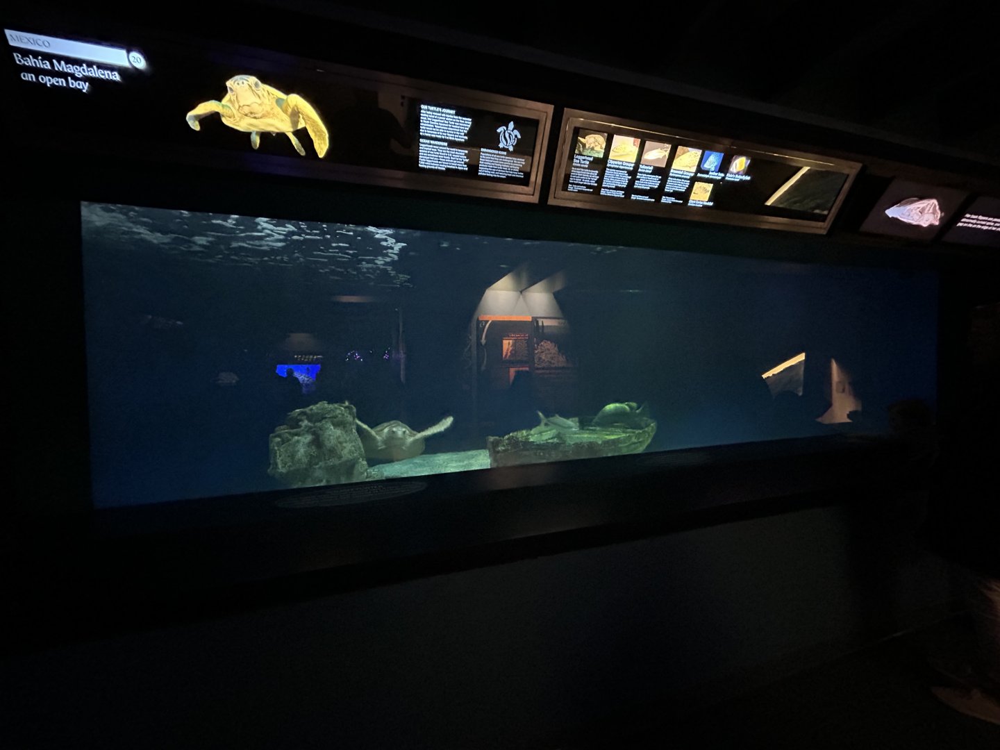 Mexico Tank w/ injured Loggerhead Sea Turtle