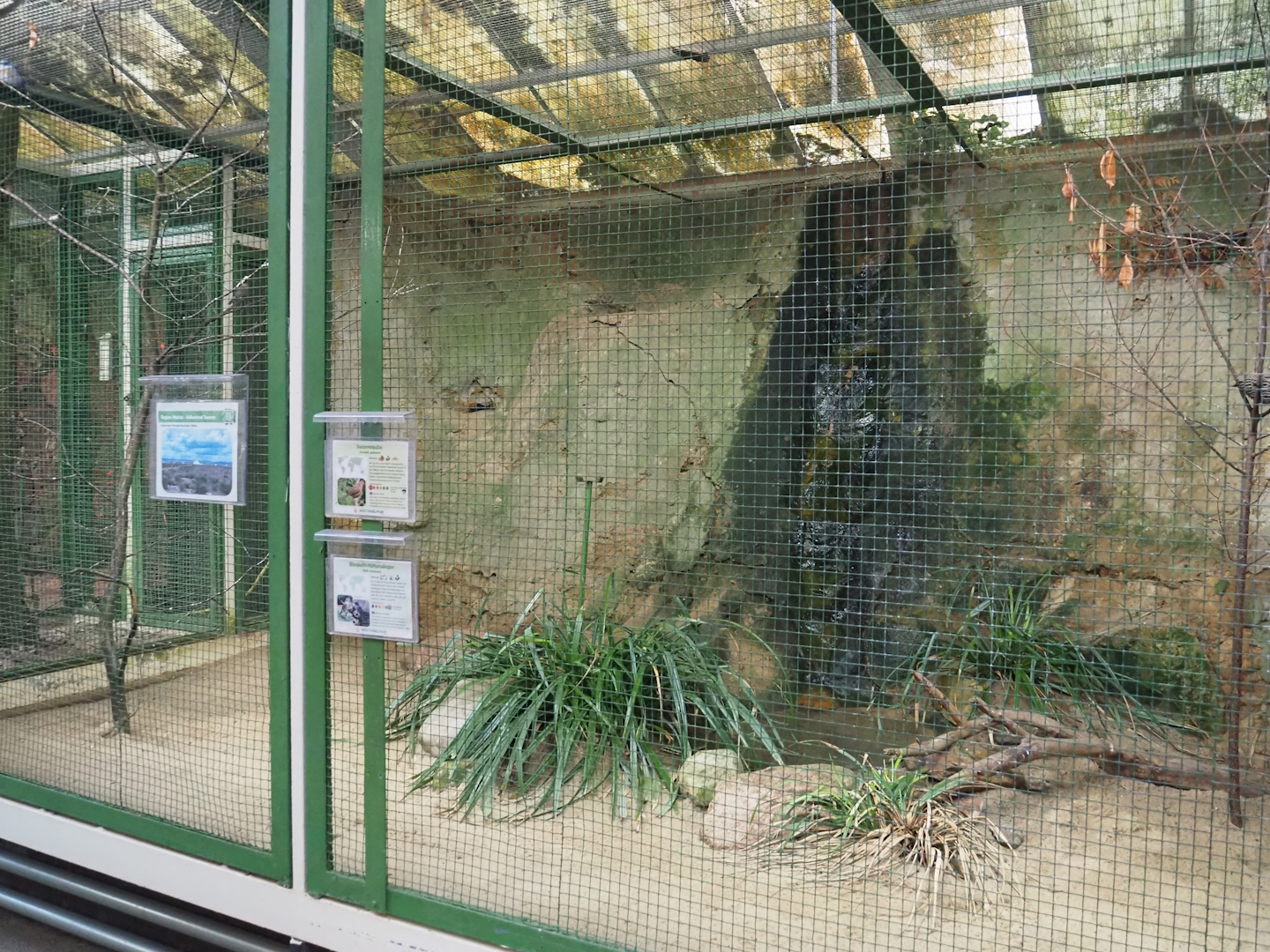Mexico - Volcanic Island of Socorro aviary - Socorro dove and Western bluebird, 2024-05-22