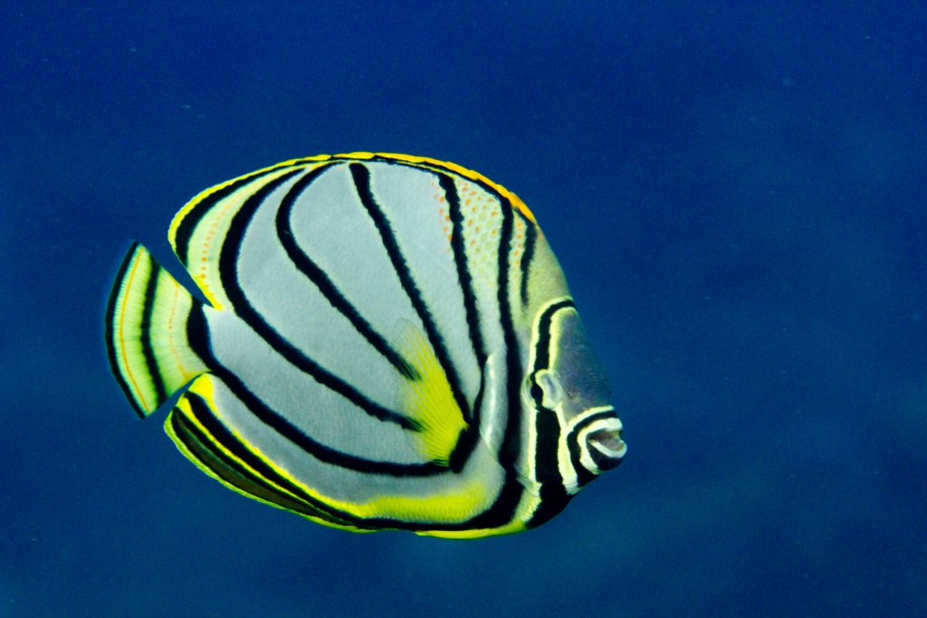 Meyer's Butterflyfish