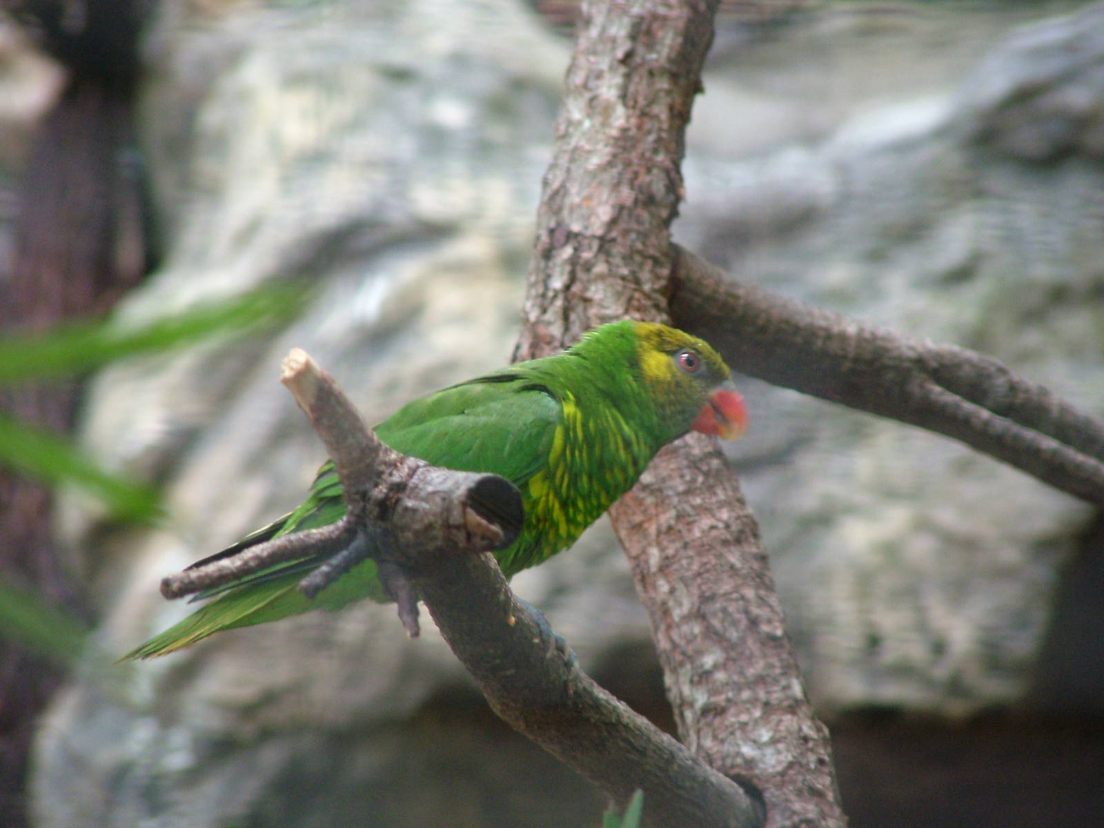 Meyer's Lorikeet at Loro Parque, 08/11/10